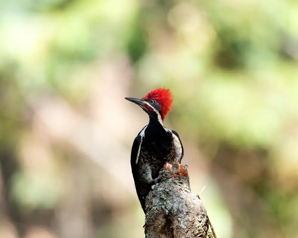 Descubre el Parque Ecológico Providencia