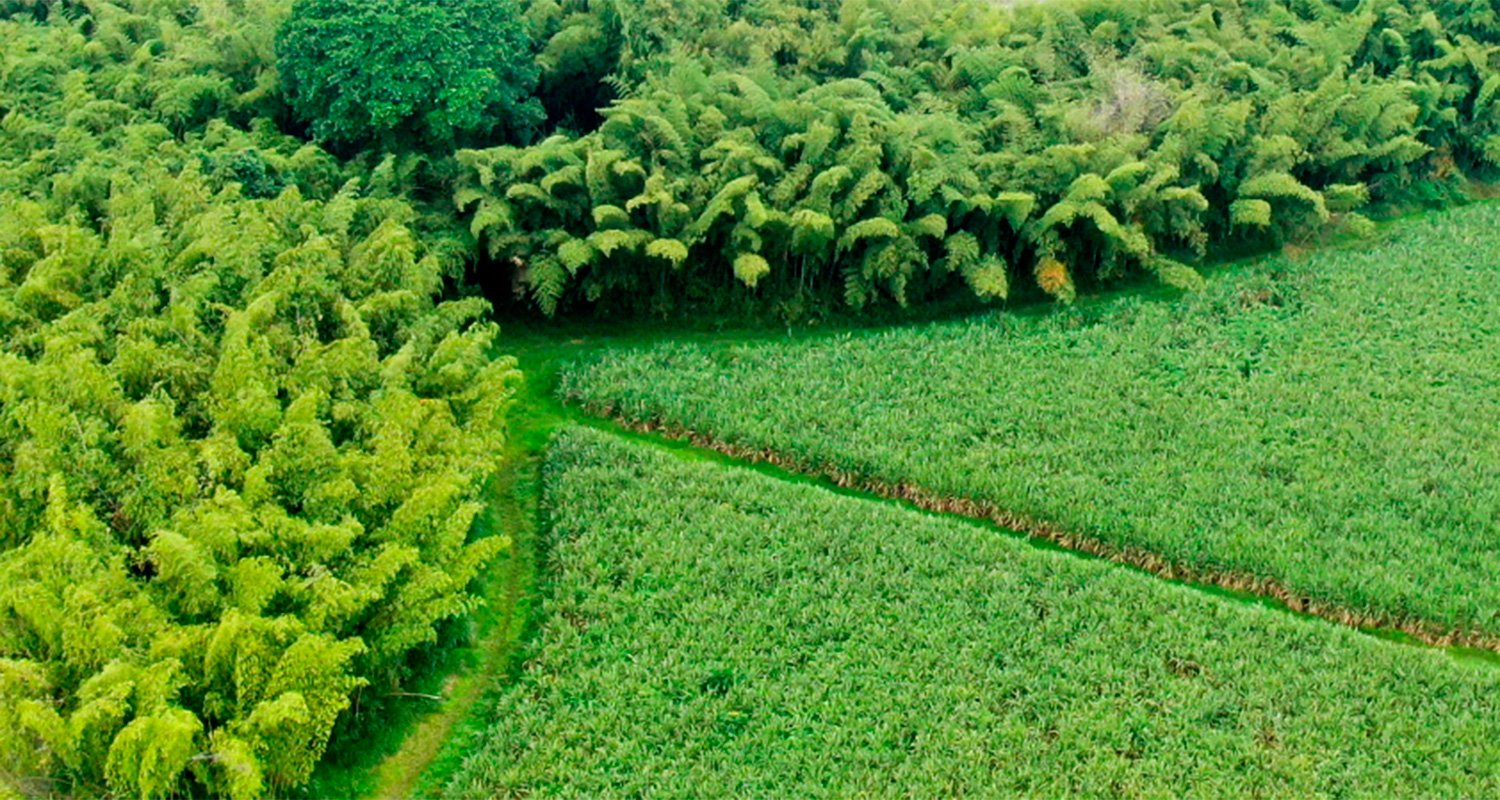 Environmental Commitment