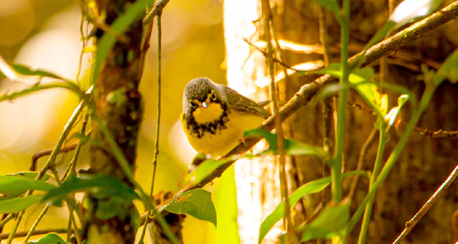 Providencia Ecological Park