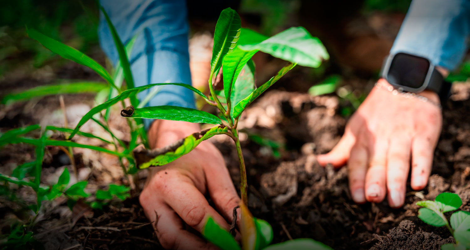 Sustainability Reports