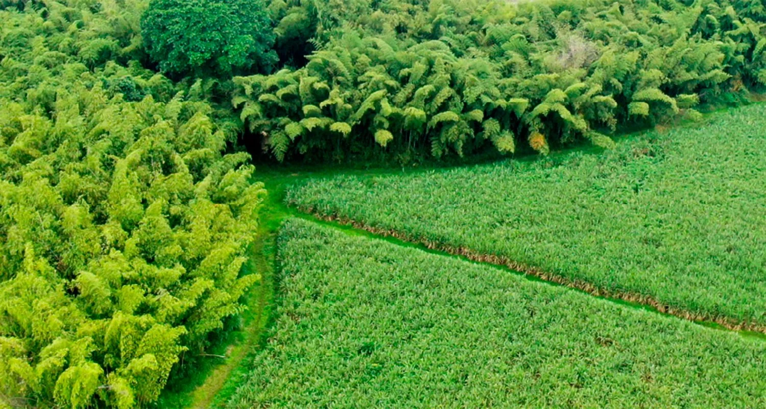 Compromiso ambiental