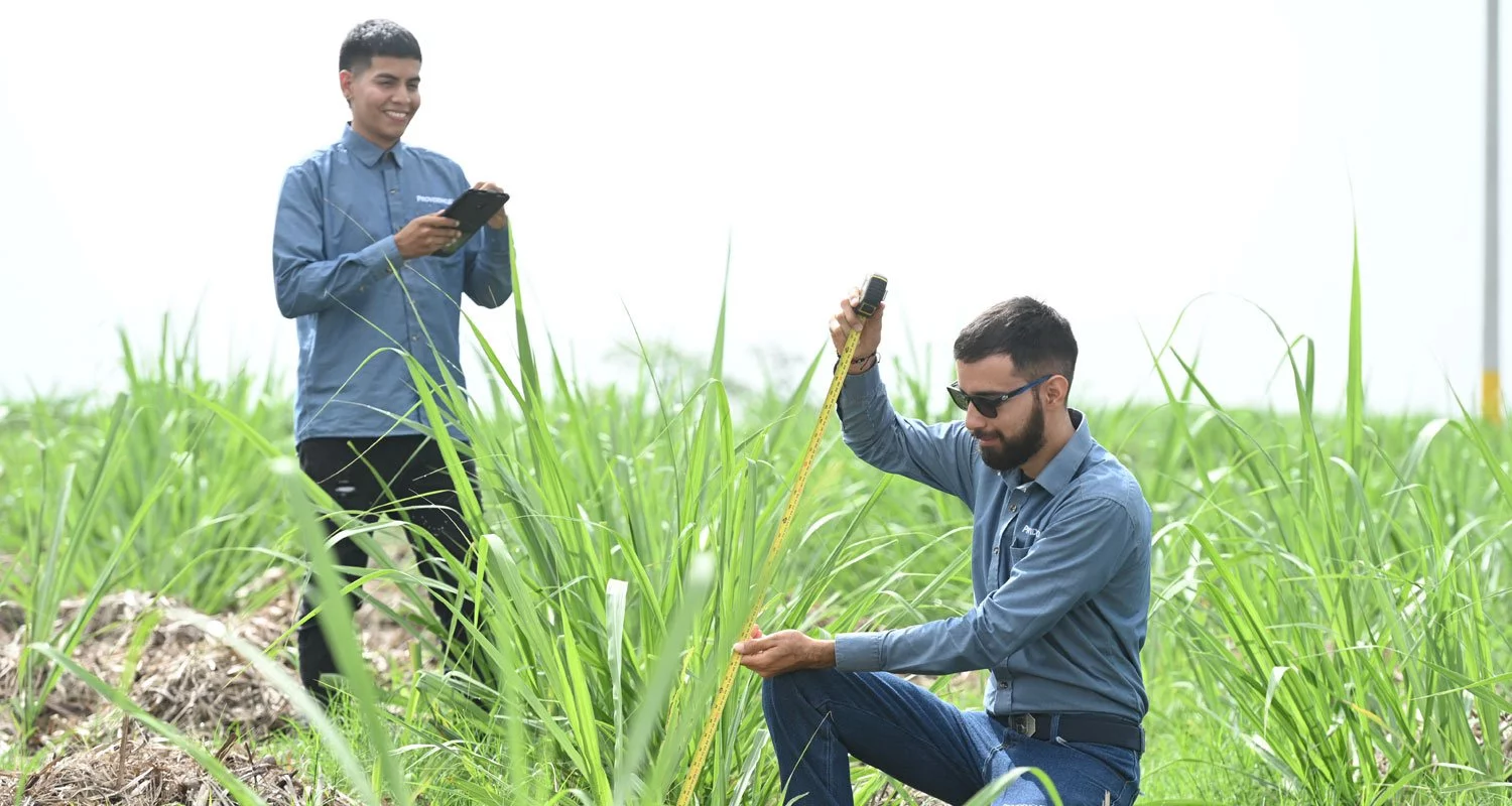 Proveedores de Caña